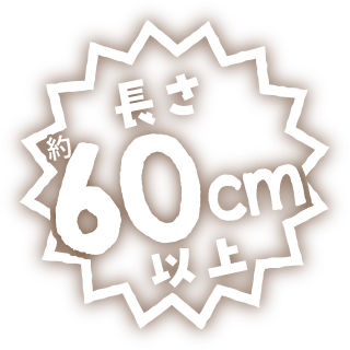 長さ約60cm以上